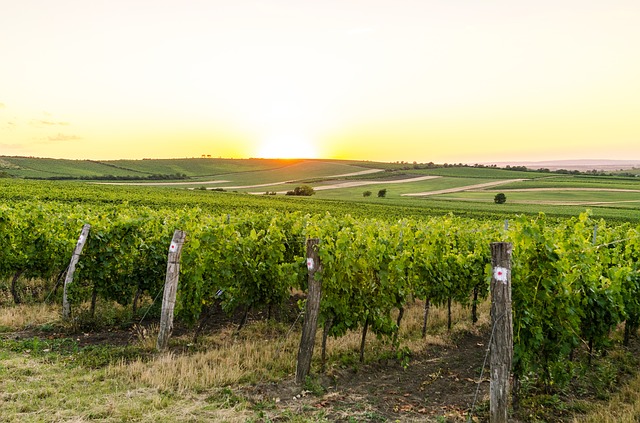 Jižní Morava, ráj pro cyklisty i milovníky vína